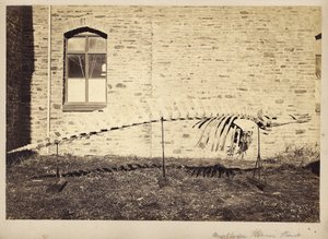 Mesoplodon Floweri Haast，1970年代末期 作者 未知未知